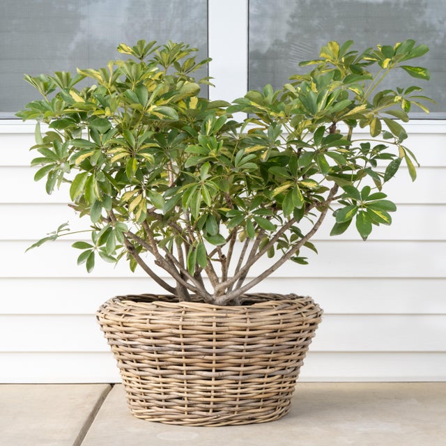 Tan Artifacts Rattan Round Cone Planter with Black Plastic Insert, Natural, 22" For Sale - Image 8 of 10