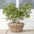 Tan Artifacts Rattan Round Cone Planter with Black Plastic Insert, Natural, 22" For Sale - Image 8 of 10