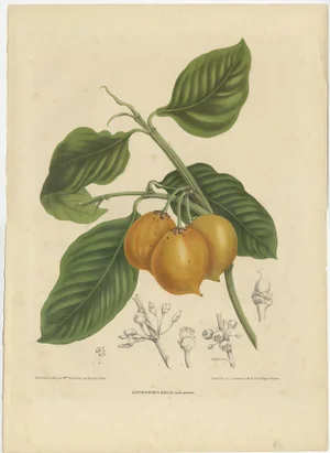 Berthe Hoola van Nooten, Citrus Decumana and Xanthochymus Dulcis, 1870, Paper, Set of 2