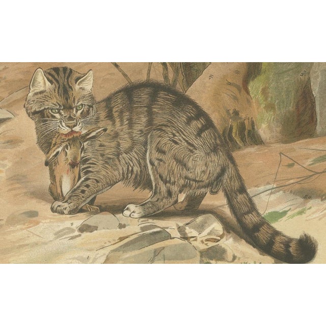 Late 19th Century Antique Victorian Zoological Wild Cat Print, 1894 For Sale - Image 5 of 10