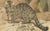 Late 19th Century Antique Victorian Zoological Wild Cat Print, 1894 For Sale - Image 5 of 10
