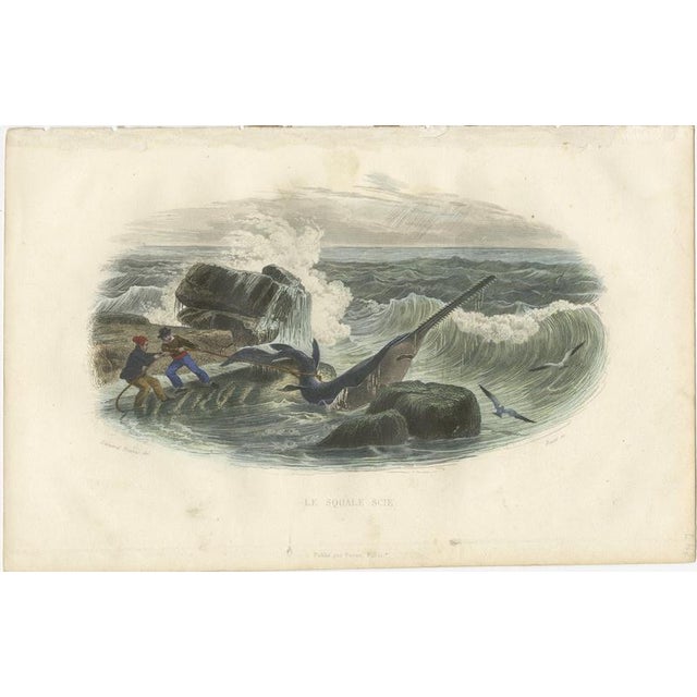 After Édouard Traviès, Le Squale Scie (Sawfish), 1840, Hand-Colored Engraving For Sale - Image 3 of 9