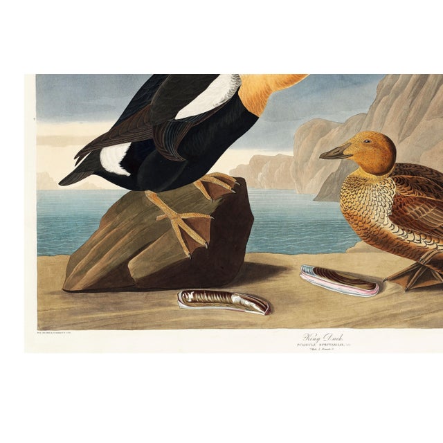 King Duck, Vintage Art Print Reproduction From Birds of America by John James Audubon, 60" X 40" For Sale - Image 9 of 10