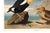 King Duck, Vintage Art Print Reproduction From Birds of America by John James Audubon, 60" X 40" For Sale - Image 9 of 10