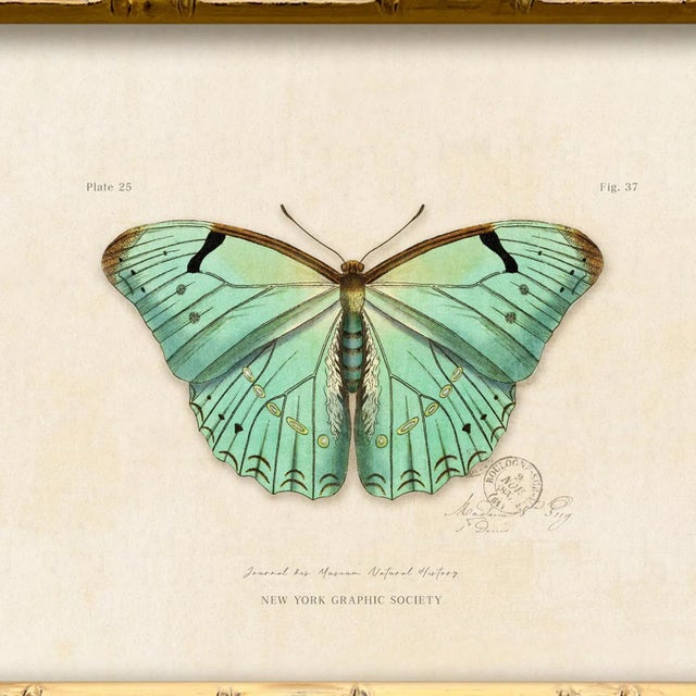 Illustration Contemporary Reproduction of Vintage "Garden Friends" Art Print (2), Framed Butterfly For Sale - Image 3 of 5