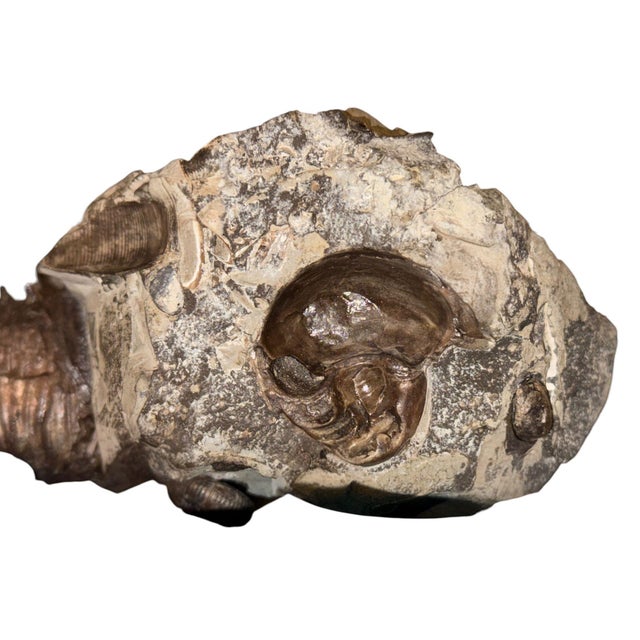 Didymoceras Stevensoni Heteromorph Ammonite Fossil on Matrix, South Dakota. For Sale - Image 12 of 12