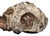 Didymoceras Stevensoni Heteromorph Ammonite Fossil on Matrix, South Dakota. For Sale - Image 12 of 12