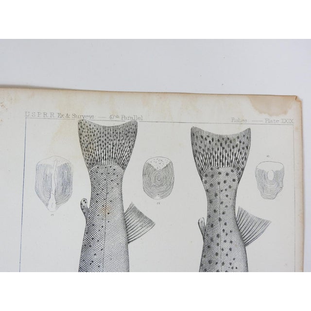 Mid 19th Century Us Pacifc Railroad Fish Lithograph Book Plates - Set of 3 For Sale - Image 9 of 9