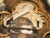 Early 19th Century Victorian Mirror With Elaborate Beveled Edge, Staggered Candle Shelves, and Gilt Wood Finish For Sale - Image 12 of 13