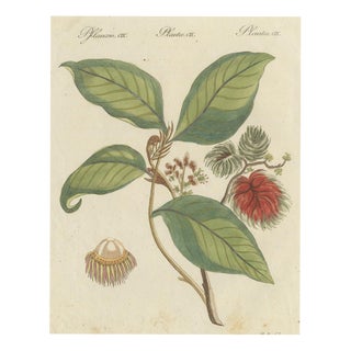 Bertuch, Rambutan Tropical Fruit Branch, 1810, Print For Sale
