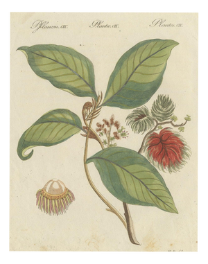 Bertuch, Rambutan Tropical Fruit Branch, 1810, Print