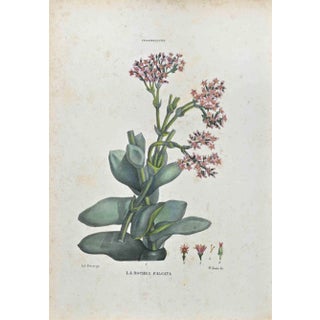 Vincenzo Tenore, The Chassolaceae, Lithograph, 1870s For Sale