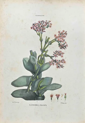 Vincenzo Tenore, The Chassolaceae, Lithograph, 1870s
