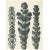 An exquisite original period black-and-white Photogravure N29 of Thujopsis dolabrata; ends of a branch enlarged 10x, by...