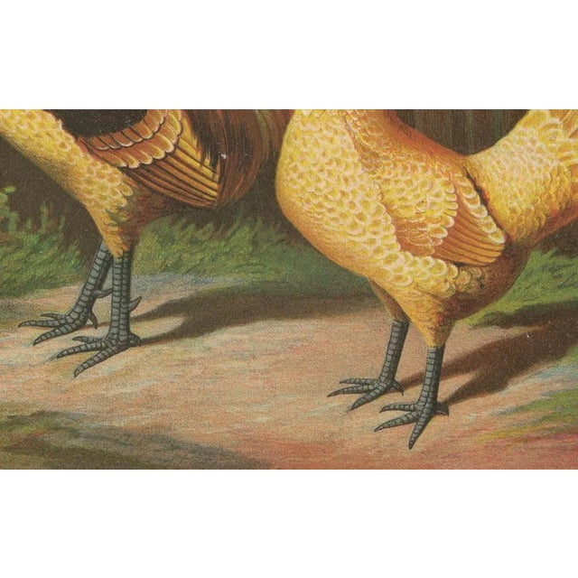 The elegant chamois polish chicken a rare 19th century poultry lithograph this exquisite 19th century chromolithograph...