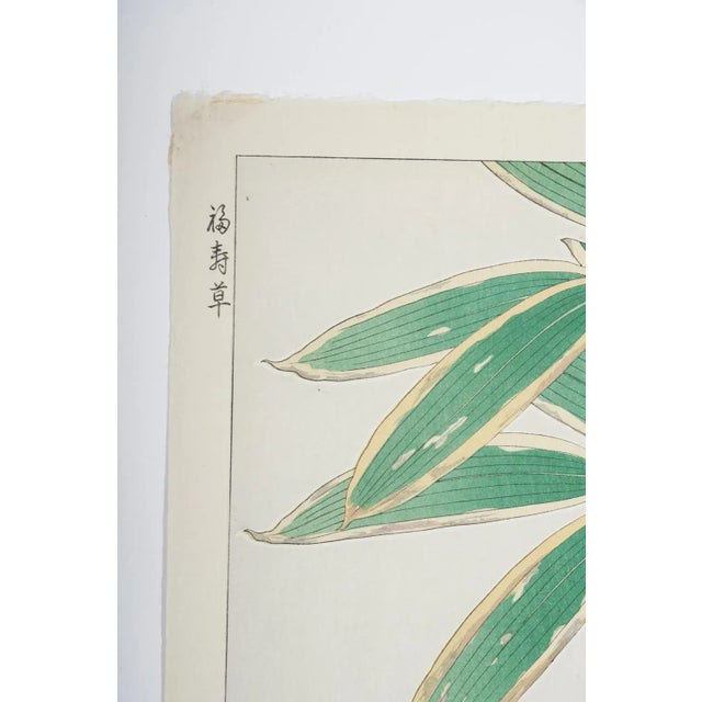 Japanese Vintage 1950's Japanese Woodblock Kawarazaki Shodoo Botanical Print For Sale - Image 3 of 8