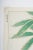 Japanese Vintage 1950's Japanese Woodblock Kawarazaki Shodoo Botanical Print For Sale - Image 3 of 8