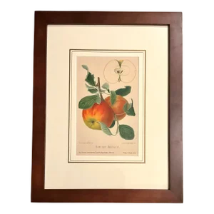 Apples Original Chromosome-Lithograph (Aepfel) Germany 1894