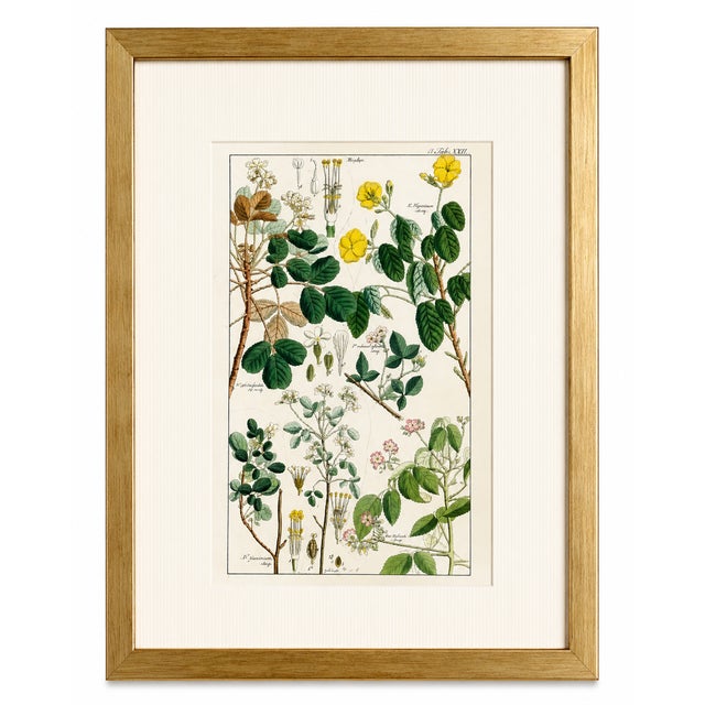An elegant and highly decorative pair of original hand-colored botanical engravings from Dr. David Nathaniel Friedrich...