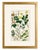 An elegant and highly decorative pair of original hand-colored botanical engravings from Dr. David Nathaniel Friedrich...