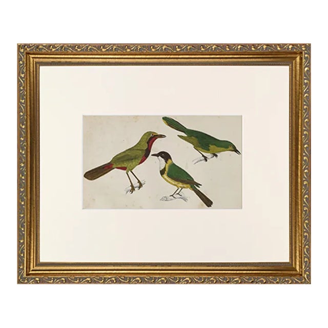 19th Century English Hand Colored Bird Engraving by Goldsmith For Sale