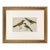 19th Century English Hand Colored Bird Engraving by Goldsmith For Sale