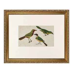 19th Century English Hand Colored Bird Engraving by Goldsmith