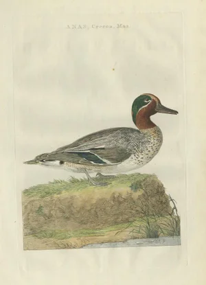 Sepp & Nozeman, Male Eurasian Teal Dutch Bird Print, 1789, Print
