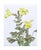 Delicate watercolor, pen and ink floral study of yellow monkey flower, with brilliant attention to detail and a signature...
