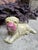 Chinoiserie Vintage Chinese Chinoiserie Porcelain Shar Pei Dog Figure For Sale - Image 3 of 6
