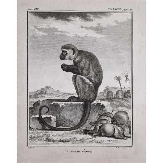 18th Century Original French Monkey Engraving by Buffon 1789 For Sale - Image 4 of 8