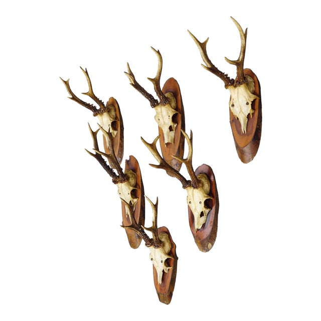 Set of Six Roe Deer Trophies on Wooden Slices Germany Ca. 1960s For Sale