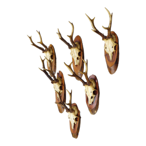 Set of Six Roe Deer Trophies on Wooden Slices Germany Ca. 1960s