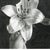 Aleksandra Kalisz, Lily, 2020, Pencil on Paper For Sale - Image 3 of 5