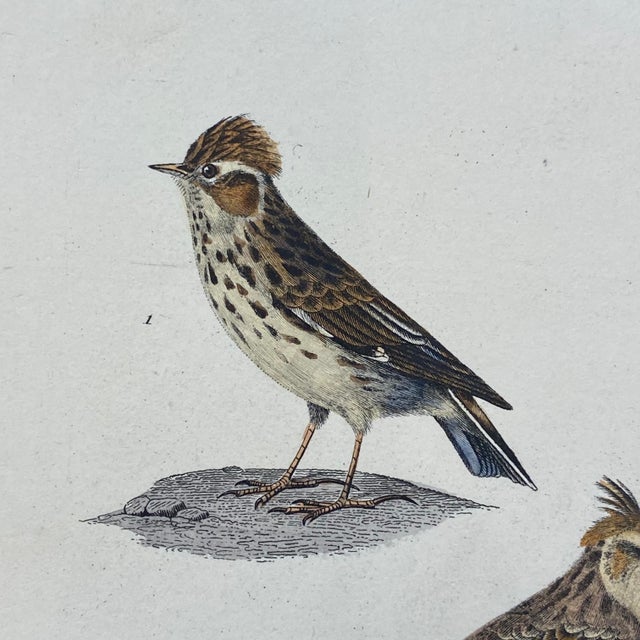 French French Antique 18th Century "Le Lulu" Bird Engraving Hand Colored Signed Artwork For Sale - Image 3 of 9