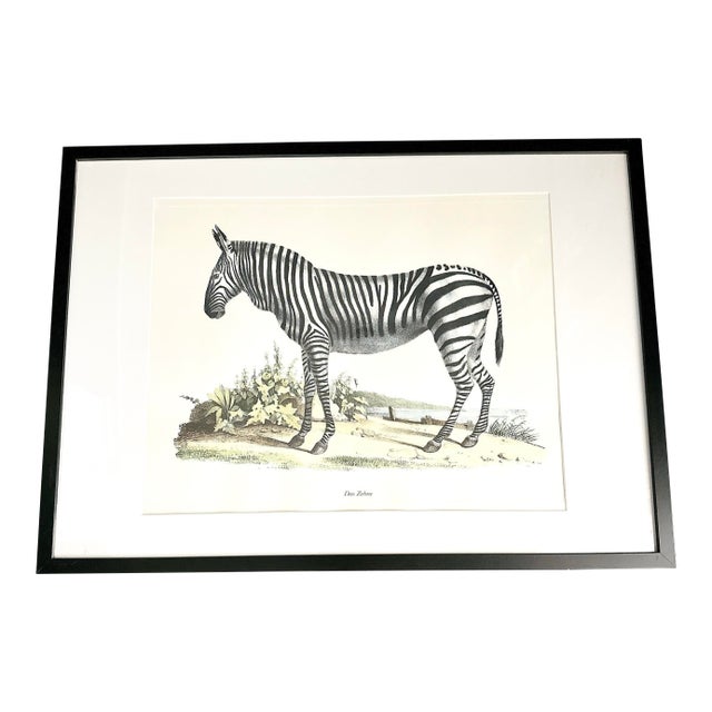 Vintage Karl Joseph Brodtmann Das Zebra Art Print | Framed Zebra Wall Art | German Natural History Lithograph Style | Safari Decor For Sale