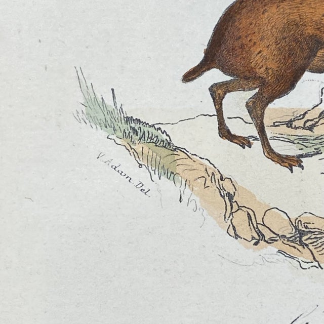 Tan French Antique 18th Century Animal Engraving Hand Colored Signed Artwork For Sale - Image 8 of 12