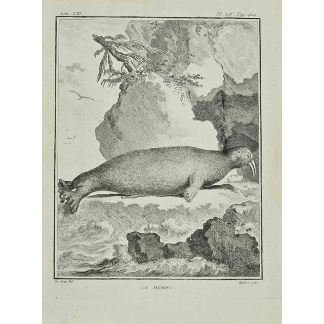 Le Morse is an etching realized by A. Defehrt in 1771. It belongs to the suite "Histoire Naturelle de Buffon". The...
