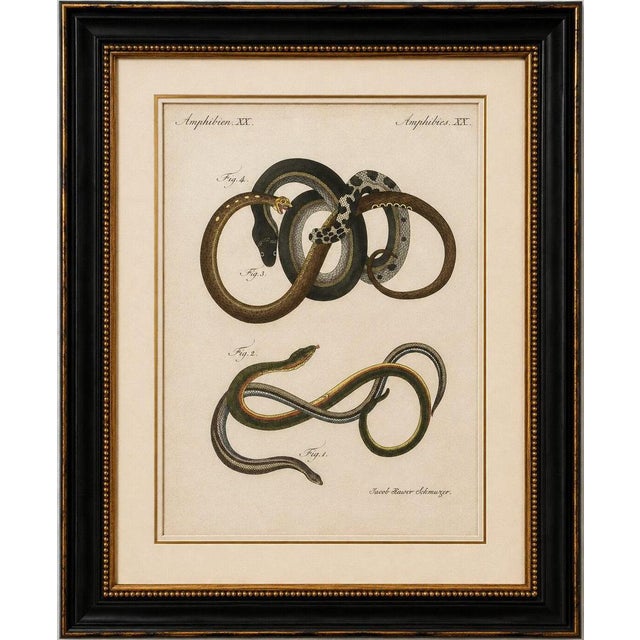Original antique print of four slow worms and legless lizards by bertuch, 1802 original antique hand-colored copper...