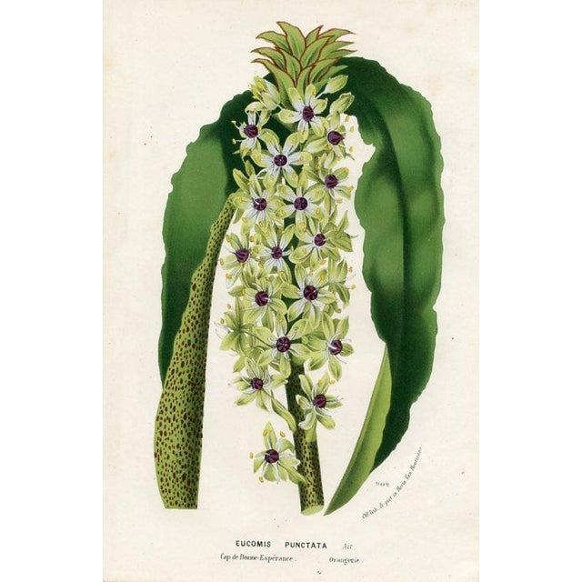 Original antique botanical print from Flore des Serres (Flowers of the Greenhouse) edited by Louis van Houtte. This hand-...
