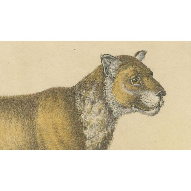 Brodtmann, Lioness and Cub, 1816, Lithograph For Sale - Image 4 of 9