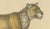 Brodtmann, Lioness and Cub, 1816, Lithograph For Sale - Image 4 of 9