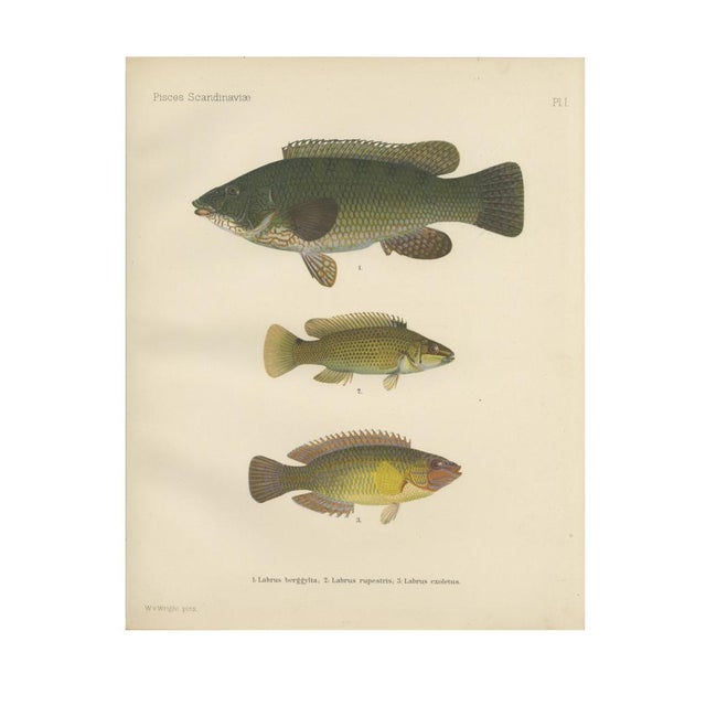 Scandinavian Hand-Coloured Fish Lithograph, 1895, Paper For Sale - Image 3 of 6