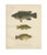 Scandinavian Hand-Coloured Fish Lithograph, 1895, Paper For Sale - Image 3 of 6