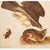 John James Audubon 1966 Vintage Cottage Print "Swaison's Hawk, Marsh Hare & Horned Agarma" After John James Audubon For Sale - Image 4 of 8