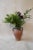 Mediterranean Antique Mediterranean Olive Jar With Dual Handles For Sale - Image 3 of 3