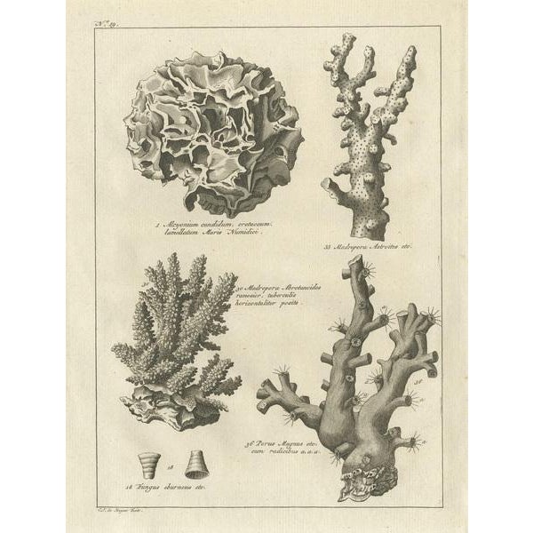 Antique print titled 'Alcyonium candidum (\.)'. Old print depicting various (stone) corals. Originates from the first...