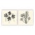 Trefoil and Alfalfa by Susan Hable For Sale
