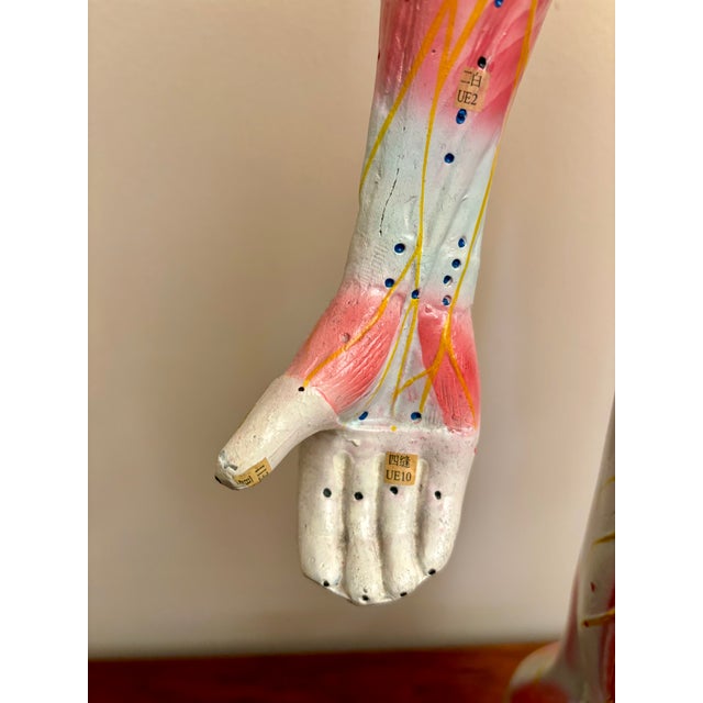 Anatomy of Man Acupuncture Detachable Arms, 1965 For Sale - Image 10 of 18