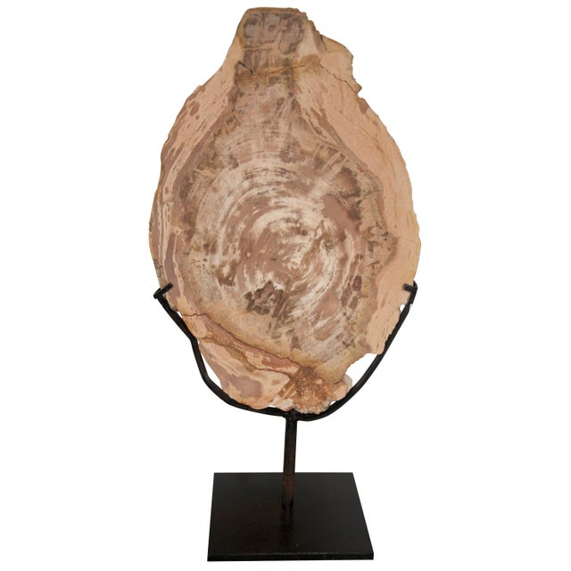 A slice of petrified wood, each as unique as a human fingerprint, is displayed on a hand-wrought iron stand in these...